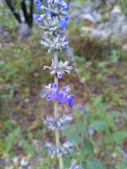 Salvia urolepis