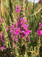 Lythrum salicaria