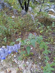 Salvia urolepis