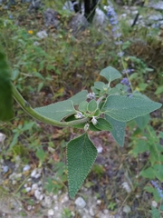 Salvia urolepis