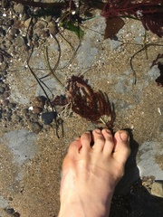 Neoptilota
