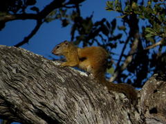 Paraxerus cepapi cepapi