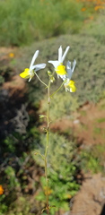 Nemesia anisocarpa