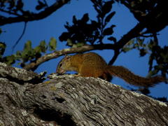 Paraxerus cepapi cepapi