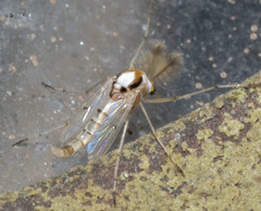 Coelotanypus concinnus