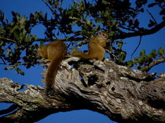 Paraxerus cepapi cepapi