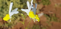 Nemesia anisocarpa