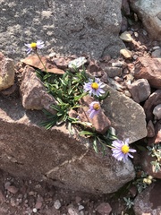 Erigeron leiomerus