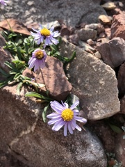 Erigeron leiomerus