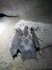 Corynorhinus mexicanus