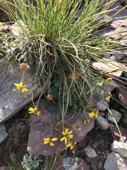 Packera werneriifolia