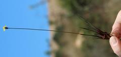 Xyris capensis