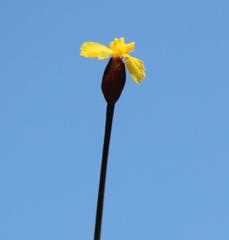 Xyris capensis