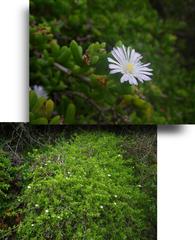 Delosperma patersoniae