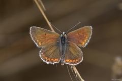 Aricia montensis
