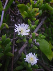 Delosperma patersoniae