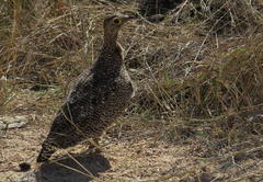 Pterocles bicinctus multicolor