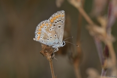 Aricia montensis