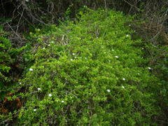 Delosperma patersoniae