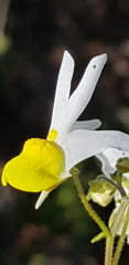 Nemesia anisocarpa