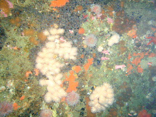 Leptophytidae