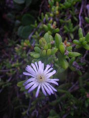 Delosperma patersoniae