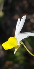 Nemesia anisocarpa