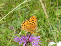 Argynnis adippe