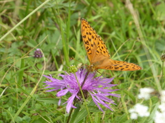 Argynnis adippe