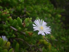Delosperma patersoniae