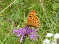 Argynnis adippe