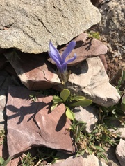 Gentianopsis barbellata