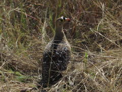 Pterocles bicinctus multicolor