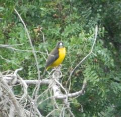 Ploceus bicolor bicolor