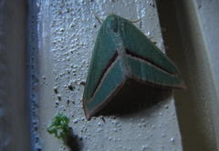 Chlorerythra rubriplaga