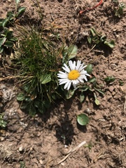 Erigeron melanocephalus