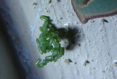 Chlorerythra rubriplaga