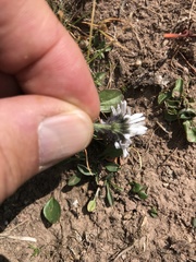 Erigeron melanocephalus