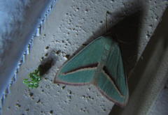 Chlorerythra rubriplaga