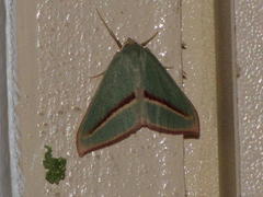 Chlorerythra rubriplaga
