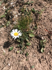 Erigeron melanocephalus