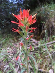Castilleja subinclusa subinclusa