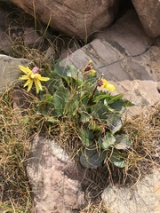 Senecio amplectens holmii