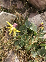 Senecio amplectens holmii