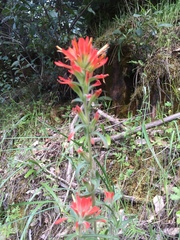 Castilleja subinclusa subinclusa
