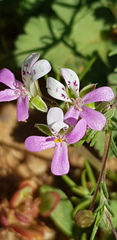 Pelargonium nanum