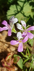 Pelargonium nanum