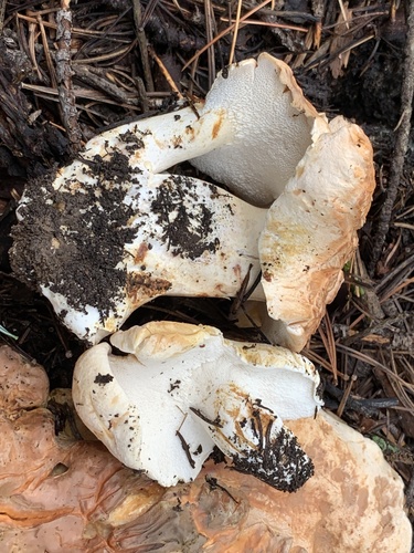 Albatrellopsis confluens