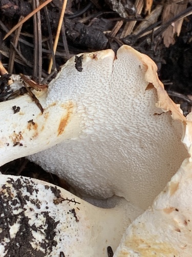 Albatrellopsis confluens