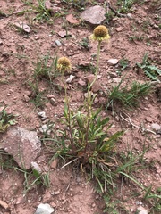 Hymenoxys brandegeei